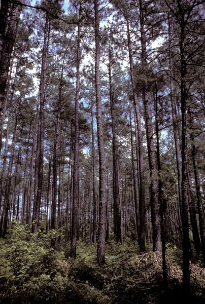 Dense understory growth in a pine stand